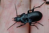 Abax parallelepipedus