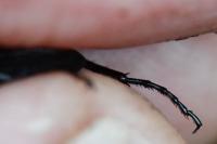 Abax parallelepipedus