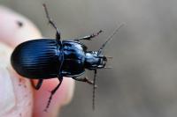 Abax ovalis