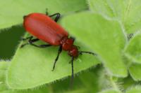 Pyrochroa serraticornis