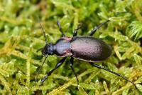 Carabus nemoralis