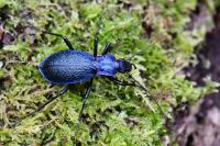 Carabus intricatus