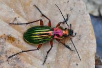 Carabus auronitens