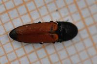 Ampedus elongatulus