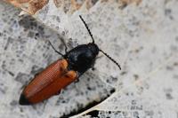 Ampedus elongatulus