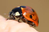 Coccinella septempunctata