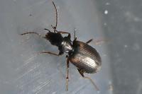 Syntomus obscuroguttatus