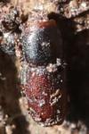 Scolytus