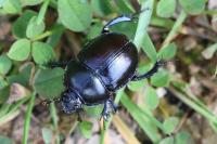 Anoplotrupes stercorosus