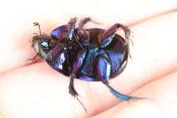 Anoplotrupes stercorosus