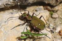 Cicindela campestris