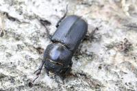 Dorcus parallelipipedus