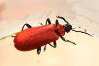 Pyrochroa coccinea