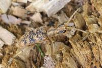 Rhagium sycophanta