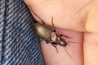 Poecilus cupreus