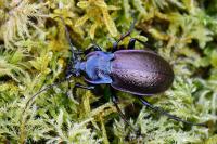 Carabus nemoralis