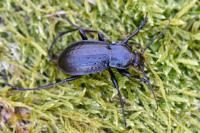 Carabus arvensis