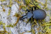 Cychrus caraboides