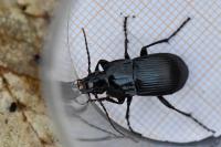 Abax parallelepipedus