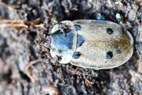 Dendroxena quadrimaculata