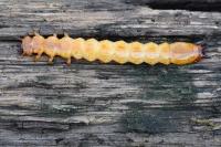 Pyrochroa coccinea