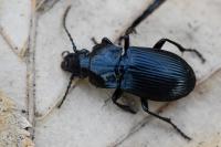 Abax parallelus