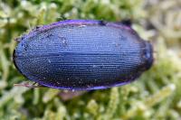 Carabus violaceus