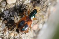 Anchomenus dorsalis