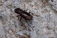 Notiophilus