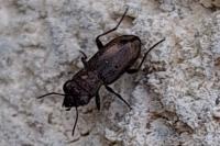 Notiophilus