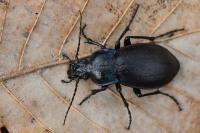 Carabus nemoralis