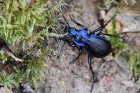 Carabus problematicus