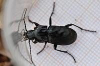 Abax parallelepipedus