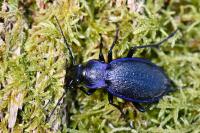Carabus problematicus