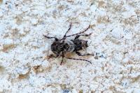 Pogonocherus hispidus
