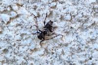 Pogonocherus hispidus