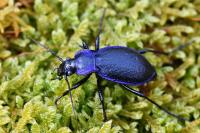 Carabus problematicus