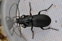 Abax parallelepipedus