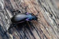 Carabus nemoralis