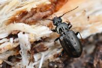 Loricera pilicornis