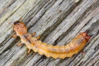 Pyrochroa coccinea