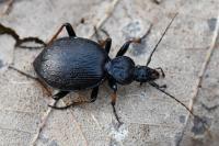 Cychrus attenuatus