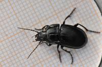 Abax ovalis