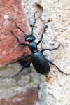Meloe violaceus