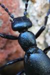 Meloe violaceus