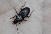 Pterostichus oblongopunctatus