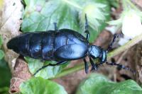 Meloe violaceus