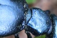 Meloe violaceus