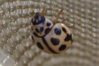 Tytthaspis sedecimpunctata