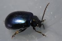 Agelastica alni